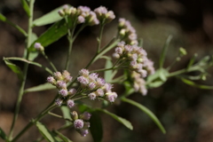 Pluchea tomentosa