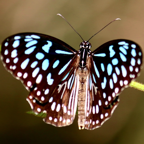 Blue Wanderer