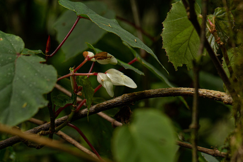 Begonia meyeri-johannis image