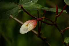 Begonia meyeri-johannis image