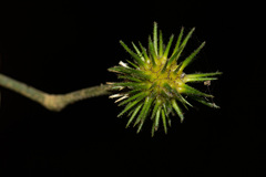 Lindackeria bukobensis