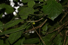 Lindackeria bukobensis