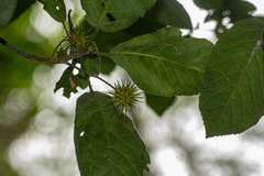 Lindackeria bukobensis