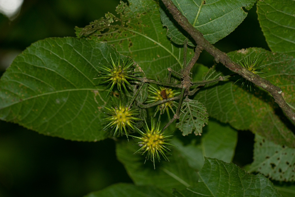 Lindackeria bukobensis