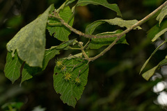 Lindackeria bukobensis