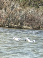 Chroicocephalus genei