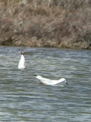 Chroicocephalus genei