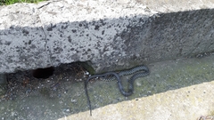 Hierophis viridiflavus