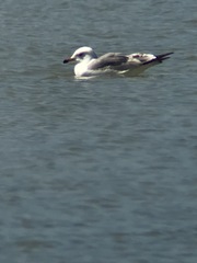 Larus armenicus