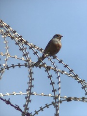 Emberiza caesia