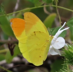 Afrodryas leda