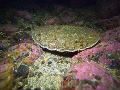 Great Scallop