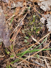 Anemonoides quinquefolia