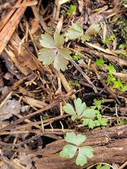 Anemonoides quinquefolia