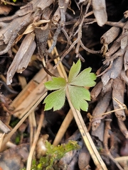 Anemonoides quinquefolia