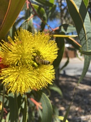 Eucalyptus erythrocorys