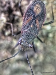 Ectatops