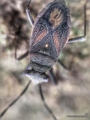 Ectatops