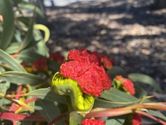 Eucalyptus erythrocorys