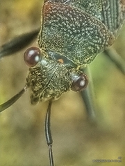 Ectatops