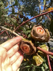 Eucalyptus erythrocorys