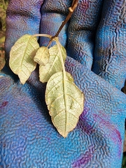 Skinnera