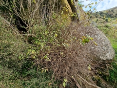 Skinnera