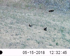 Euphydryas chalcedona