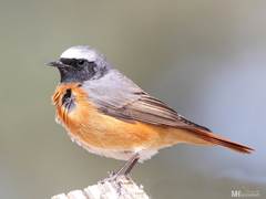 Phoenicurus phoenicurus
