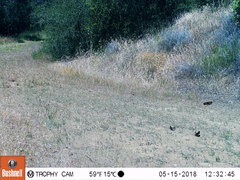 Euphydryas chalcedona