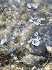 Padina pavonica