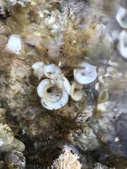 Padina pavonica