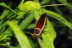 Pseudomops septentrionalis