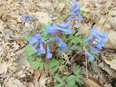 Corydalis ambigua