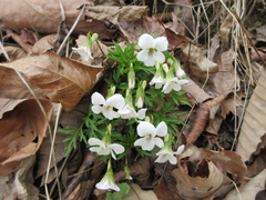 Viola chaerophylloides