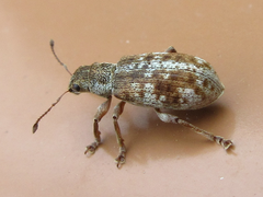 Pachyrhinus scutellaris