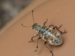 Pachyrhinus scutellaris