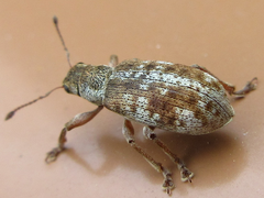 Pachyrhinus scutellaris