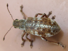Pachyrhinus scutellaris