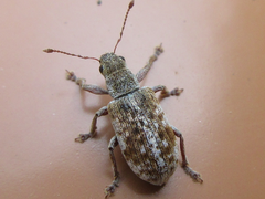 Pachyrhinus scutellaris