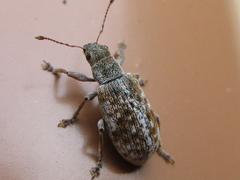 Pachyrhinus scutellaris
