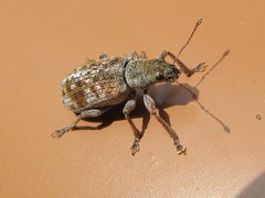 Pachyrhinus scutellaris