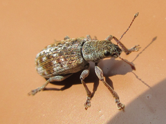 Pachyrhinus scutellaris