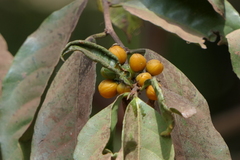 Casearia ovata