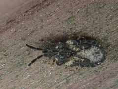 Aradus spinicollis