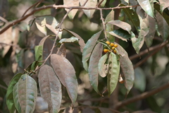 Casearia ovata