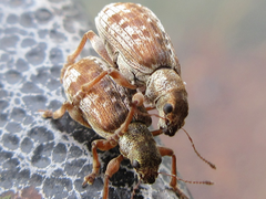 Pachyrhinus scutellaris