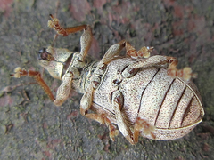 Pachyrhinus scutellaris