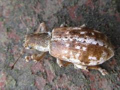 Pachyrhinus scutellaris