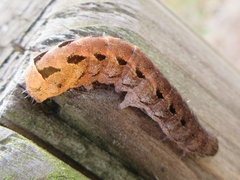Diarsia canescens